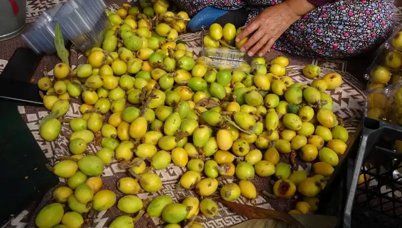 Muşmula Hasadı Başladı, Kilosu 150 TL'den Satışta