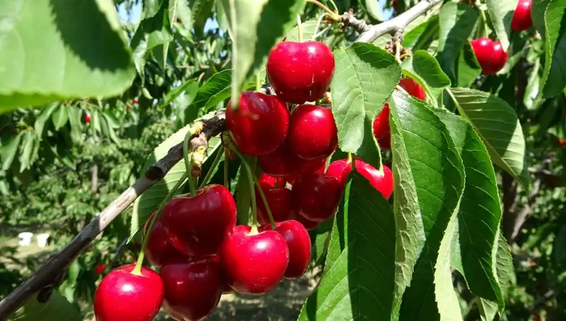 Çay Bardağına Sığmayan Hasat: Çay Sezonu Resmen Başladı!