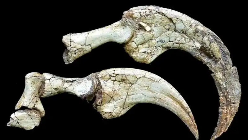 Gobi Çölü'nde Dinozor Sürprizi: Yeni Bir İki Parmaklı Tür Keşfedildi!