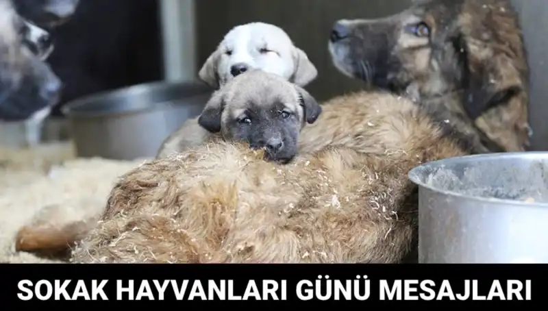 Dünya Sokak Hayvanları Günü: Hayvanlara Dikkat Çekmek İçin Fırsat