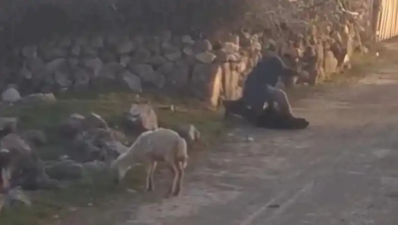 Koyuna Eziyet Eden Şahıs, Güvenlik Güçleri Tarafından Gözaltına Alındı