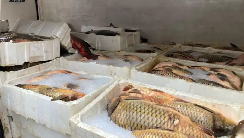 Kaçak Balık Avına Hızlı Cezalar: Binlerce Lira ile Yüz Yüze Kalınacak!