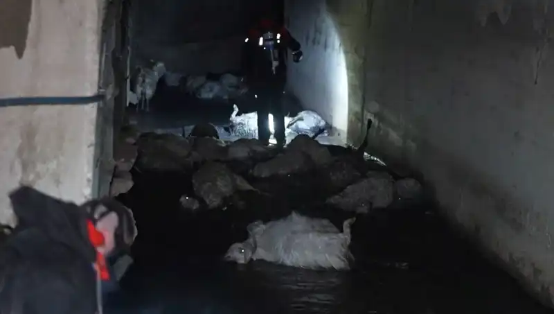 Tüm Şehri Sarılan Korkunç Koku: Onlarca Hayvan Hayatını Kaybetti