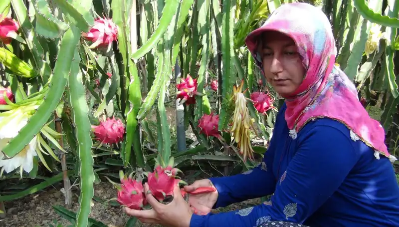 Emekli Oldu, Pitaya Üretmeye Başladı: Kilosu 200 TL'den Satılıyor!