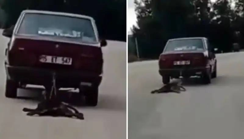 Otomobilin Arkasında Sürüklenen Köpek: Neler Oldu?