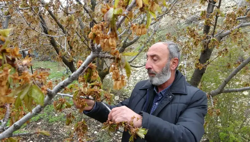 Üreticileri Sarsan Zirai Don: Albastı Kirazında Ciddi Kayıplar