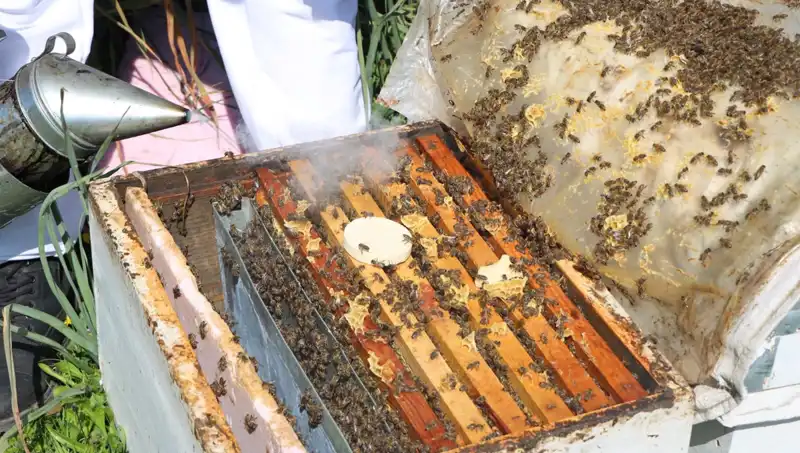 Ata Mesleği Arıcılığı Sürdüren Genç, Yurt Dışına Bal İhraç Ediyor