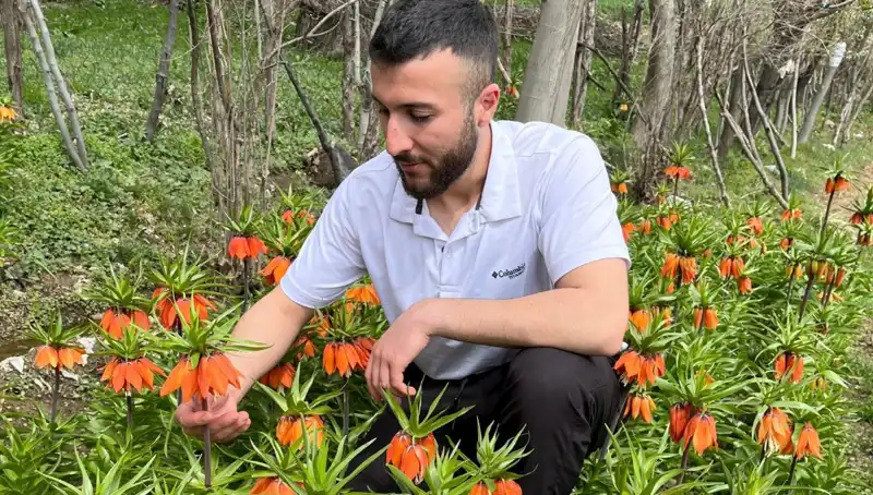 "Ağlayan Gelin: 20 Günlük Ömrü ile Hayranlık Uyandıran Çiçek"