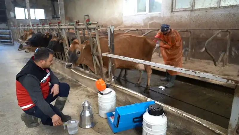 Türkiye'de Tarıma Yeni Bir Soluk: Jersey Spermaları ile Hayvancılıkta Devrim
