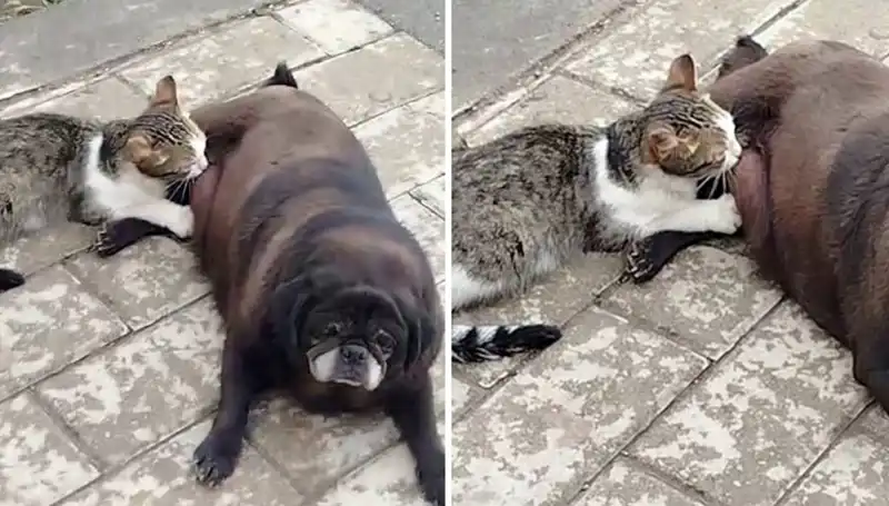 Erzurum Sokaklarında Hayran Bırakan Dostluk: Köpek ve Kedi Kucaklaşıyor