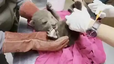 Karabük'te Eşsiz Bir Keşif: Yavru Bozayı Bulundu!