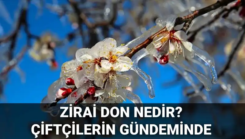 Zirai Don Nedir? Çiftçiler İçin Tehlike ve Zararlar Nasıl Karşılanacak?